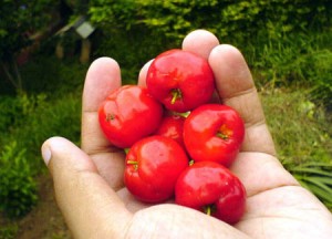 acerola-cerise-jus-fruit-bio-superfruit-antioxydant-naturel-complement-alimentaire-erection-os-cancer-vitamine-c-sexuelle Acerola et vitamine c antioxyadante