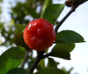 acerola-cerise-jus-fruit-bio-superfruit-antioxydant-naturel-complement-alimentaire-erection-os-dent-cancer-vitamine-c-sexuelle Propriétés histoire de l'acérola bio