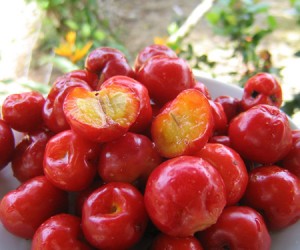 acerola-cerise-jus-fruit-bio-superfruit-antioxydant-naturel-complement-alimentaire-erection-os-dent-cancer-vitamine-c-sexuelle-acidule Les bienfaits antioxydant de l'acérola bio