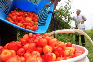 acerola-cerise-jus-fruit-bio-superfruit-antioxydant-naturel-complement-alimentaire-erection-os-dent-cancer-vitamine-c-sexuelle-recolte-culture Acérola bio - Malpighia glabra Bio