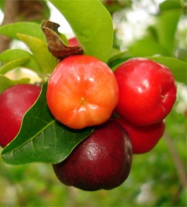 acerola-cerise-jus-fruit-bio-superfruit-antioxydant-naturel-complement-alimentaire-erection-os-dent-cancer-vitamine-c-sexuelle-vertue-bienfaits Les bienfaits de l’acérola biologique