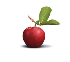 acerola-cerise-jus-fruit-bio-superfruit-antioxydant-naturel-complement-alimentaire-erection-os-dent-cancer-vitamine-c-sexuelle-vitalite L’ACEROLA, LA CERISE DES ANTILLES ANTI-OXYDANTE ET REVITALISANTE !