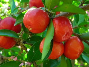 acerola-cerise-jus-fruit-bio-superfruit-antioxydant-naturel-complement-alimentaire-erection-os-dent-cancer-vitamine-sexuelle Acerola bio la meilleur source de vitamine C