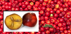 L’acérola biologique riche en vitamine